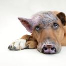 losmann-hartl-kommunikationsweg-workshop-der-schweinehund-und-seine-geschwister.jpg